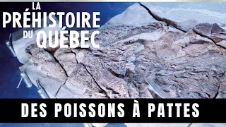 Des poissons à pattes - La préhistoire du Québec