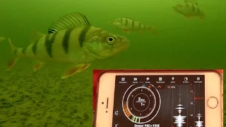 Обзор и реальный тест эхолота диппер Deeper Sonar Pro Plus на рыбалке  Подводные съемки