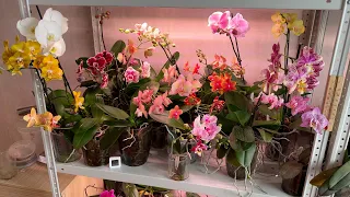 ПОЛИВ ОРХИДЕЙ почему перестал так делать // отрываю свежие цветоносы орхидей с бутонами
