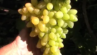 Сорт винограда "Колорит" - сезон 2019 # Grape sort "Kolorit"