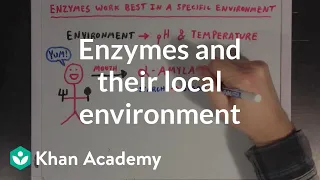 Enzymes and their local environment | MCAT | Khan Academy