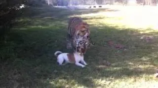 Tiger vs Jack Russel - A close encounter