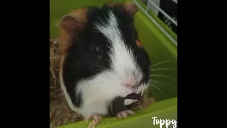 Что думает Норман?🐹