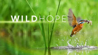 WILD HOPE | Digital Series | Official Trailer