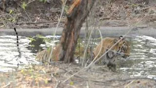 Mating pair of tigers in TATR