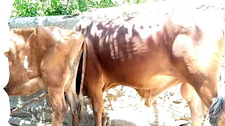 beautifull cow and bull[ Animals Earth ]