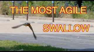 Barn Swallows in Flight [NARRATED]