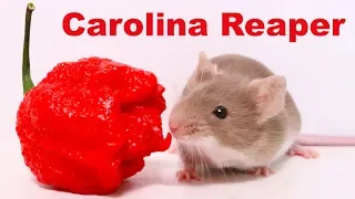 Does The World's Hottest Pepper Repel Mice & Rats? Carolina Reaper. Mousetrap Monday