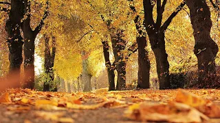 Incredibly beautiful autumn melody! autumn - Beautiful Music For the Soul! The best compositions