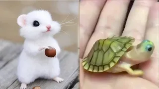 Aww Cute Baby Animals Videos Compilation - Funny and Cute Moment of the Animals - Cute
