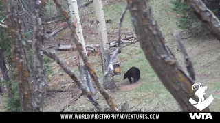 ARIZONA WHITE MOUNTAIN APACHE BLACK BEAR HUNTING