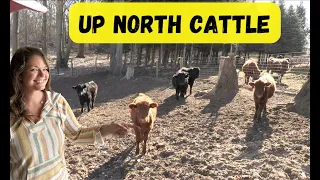 Over Wintering Dexter Cattle: Up North!