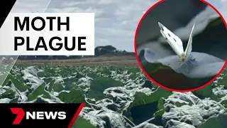 White moth plague has Melbourne in a flutter | 7 News Australia