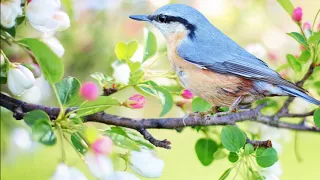 Musica per riflettere sulla vita e sollevare l'anima