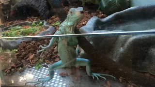 blue iguana in the NINJA “position”