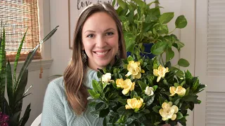 Gardenia Care Indoors // How to care for the gardenia inside with Northlawn Flower Farms