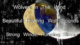 Wolves In The Wind, Beautiful Sounds Of Wolves Howling, Strong Winds & A Running Stream