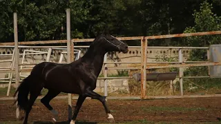 Продажа ахалтекинских лошадей.Sales of Akhal-Teke horses http://akhaltekellc.com