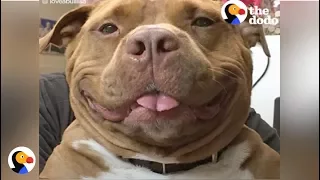 Smiling Pit Bull Loves His New Family So Much | The Dodo