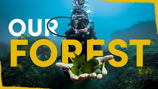 Our Kelp Forest Has Sprung to Life! - here’s how we did it