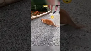 cat attack pigeon 🥺