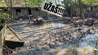 Glavni nedostaci uzgoj svinja na otvorenom