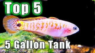 YES! You Can Keep ONE of These AMAZING Fish in a 5 Gallon! 5 Options!