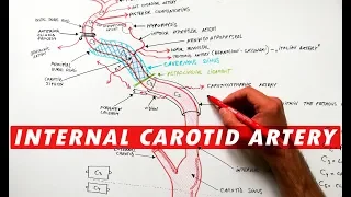 Internal Carotid Artery - Segments & Branches