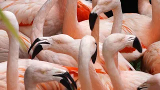 Flamingos' medical check-up
