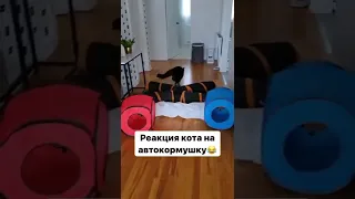 Реакция кота на автокормушку 😂