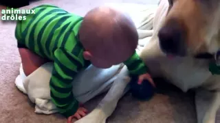 Babies funny Talking dogs Compilation 2014 [NEW HD]