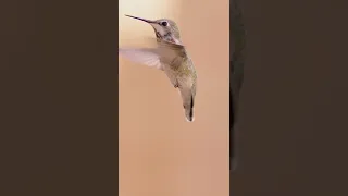 Hummingbird