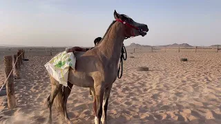 عسف الخيل مع الدحمي👏🏻🐎