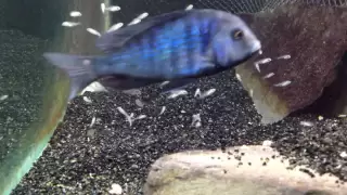 African cichlid fish releasing fry from mouth