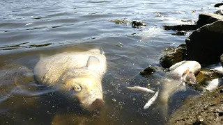 Fischsterben in der Oder - ist jetzt die Ostsee bedroht? | AFP