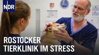 Tierklinik Rostock: Dauereinsatz für Vierbeiner | Die Nordreportage | NDR Doku