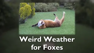 Weird Weather for Foxes