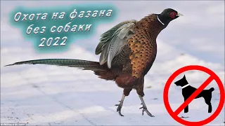 Охота на фазана без собаки 2022/ Как это на самом деле.