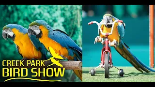 Creek Park Bird Show | Best places for kids | Tourist Destination in Dubai