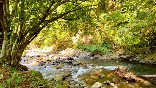 Звуки Горной Реки и Пение Лесных Птиц. 12 Часов Глубокого Сна.