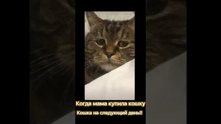 КОТ СКУЧАЕТ!!