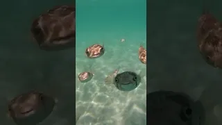 УЛЫБЧИВЫЕ РЫБКИ 😂🙌🏼🐟 #funny #funnyvideos #fish #fyp #animals #tiktok #viral #смешно #прикол #рыбка