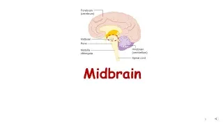 Topic 6: The Midbrain
