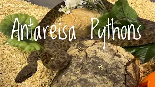 Species Spotlight- Childrens &Spotted Pythons