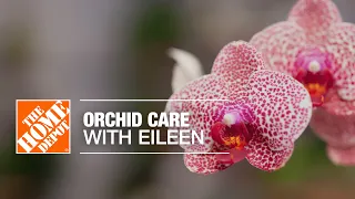 Orchid Care with Eileen | Indoor House Plants | The Home Depot