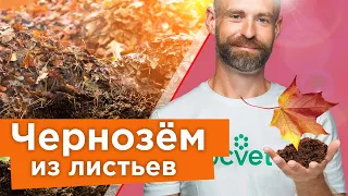 ВМЕСТО НАВОЗА! Делаем ЛИСТОВУЮ ЗЕМЛЮ И ЦЕННОЕ УДОБРЕНИЕ даже из больной листвы