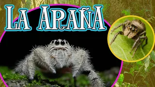 LA ARAÑA 🕷️ | Videos educativos para niños | LOS ARÁCNIDOS| Los animales | Documentales para niños