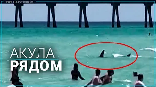Во Флориде акула напугала отдыхающих на пляже