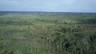 Bolsonaro presidency a threat to the Amazon?