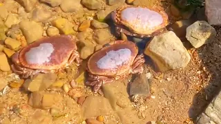 Three big bread crabs and a big nest of octopus!